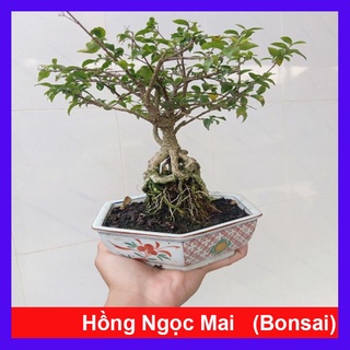 Cây Hồng Ngọc Mai Bonsai - cây cảnh bonsai - caykiengsadec