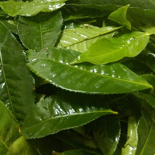cây chè xanh( 2 cây) - giống chuẩn