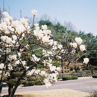 Hạt giống hoa mộc lan