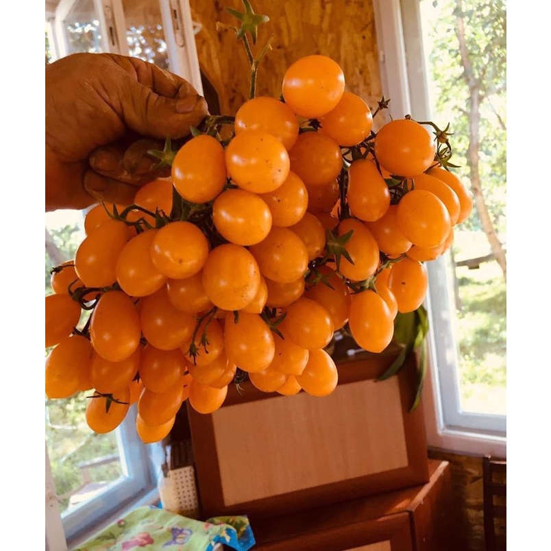 Hạt giống Cà chua anh đào siêu quả Nga