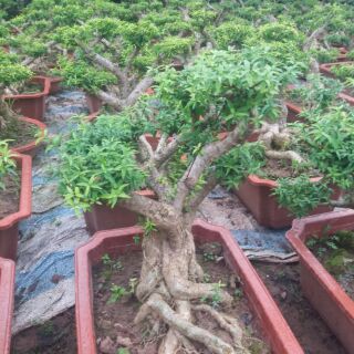 Cây Mai Chiếu Thuỷ Bonsai
