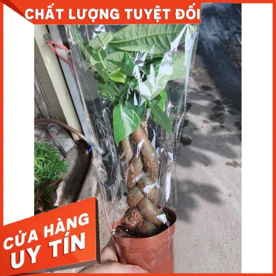 Chậu kim ngân thắt bím 3 thân Nhiều Người Mua