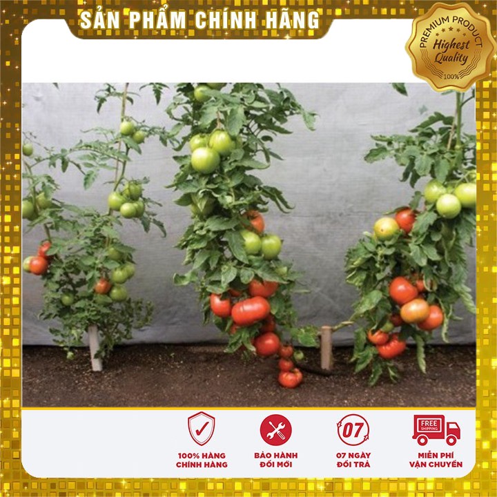 Hạt giống cà chua khổng lồ 1kg/ quả