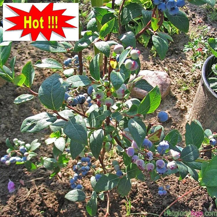 Hạt giống Việt quất (30 hạt)