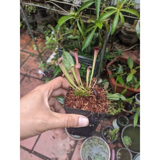 cây cảnh sara alata.hố bẫy đen