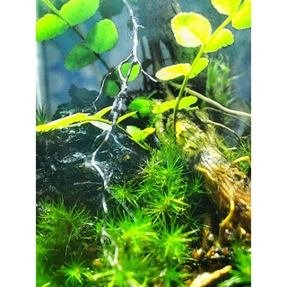 Hộp Rêu HAIRCAP làm terrarium