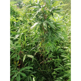 giống cây măng sặt( trúc cần câu)