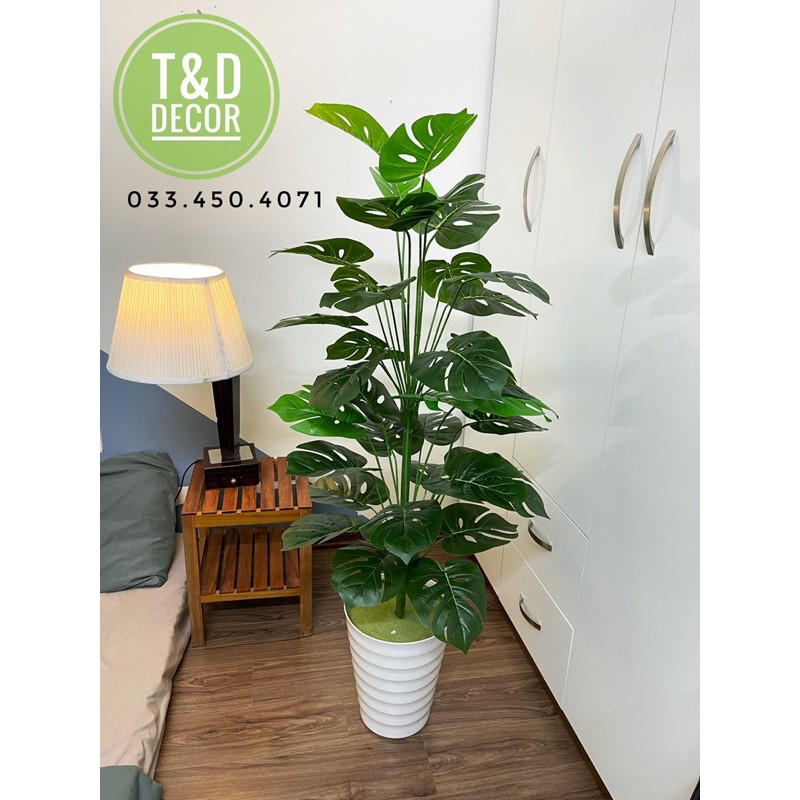 Cây trầu bà monstera/ Cây lá rùa 1M3