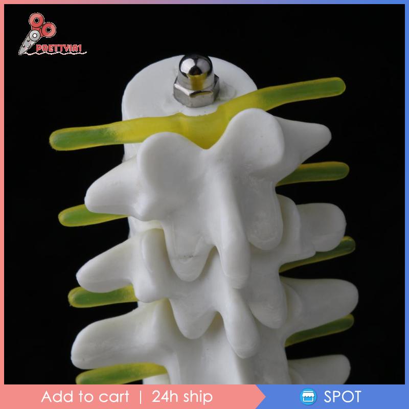[Hàng mới về] Mô hình xương chậu với 5 đốt sống thắt lưng