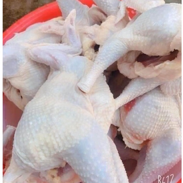 CỰC RẺ gà dai Hàn quốc 1.4-1.5kg con
