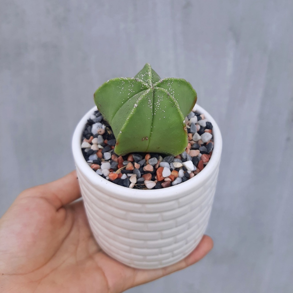 Xương rồng Astro xanh - hư 1 đổi 1