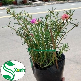 Hoa mười giờ thái