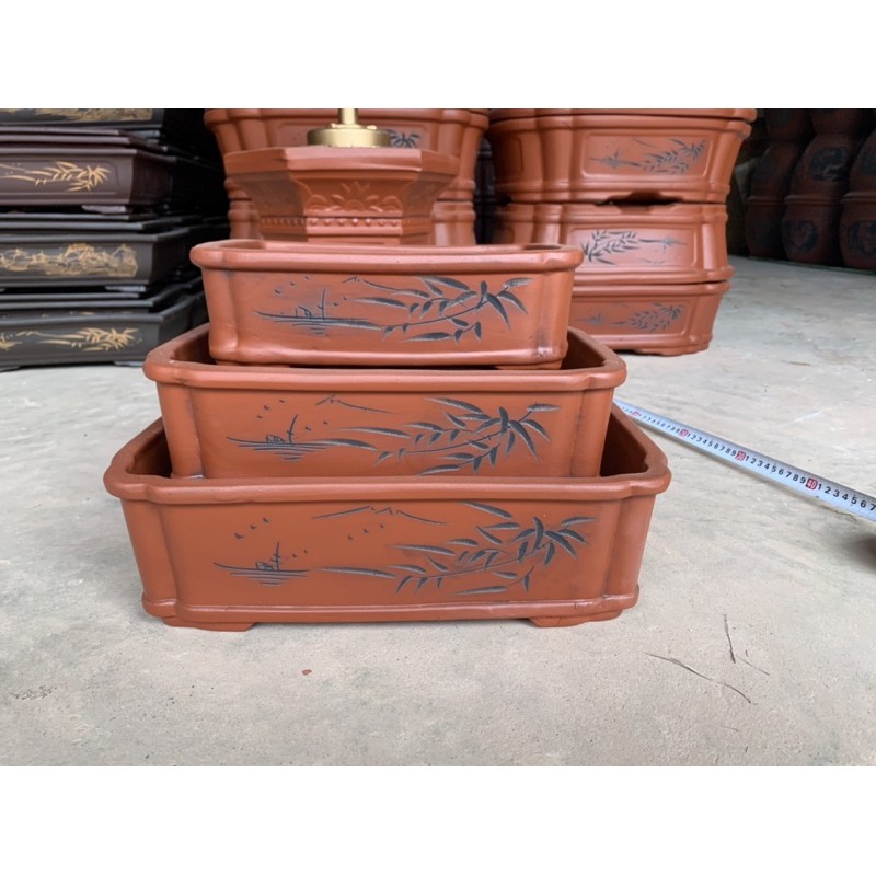 Ang trồng cây bonsai