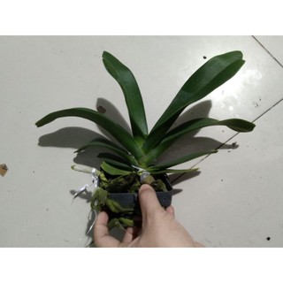 Ngọc điểm Thái đang nụ