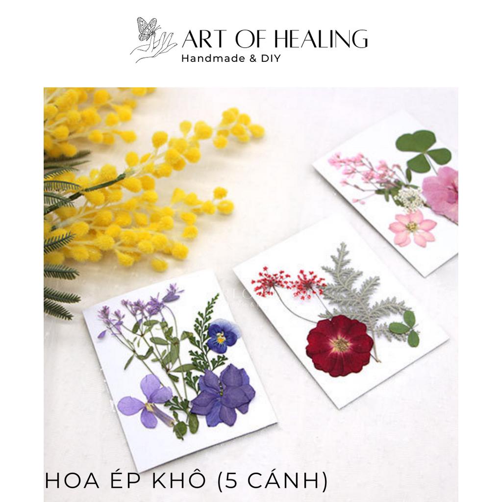 Set hoa ép khô các loại trang trí nến, resin, sổ tay, decor - 5 cánh  - Handmade & DIY