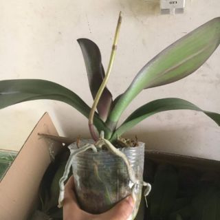Lan Hồ Điệp Đại Đã Có Ngồng Hoa