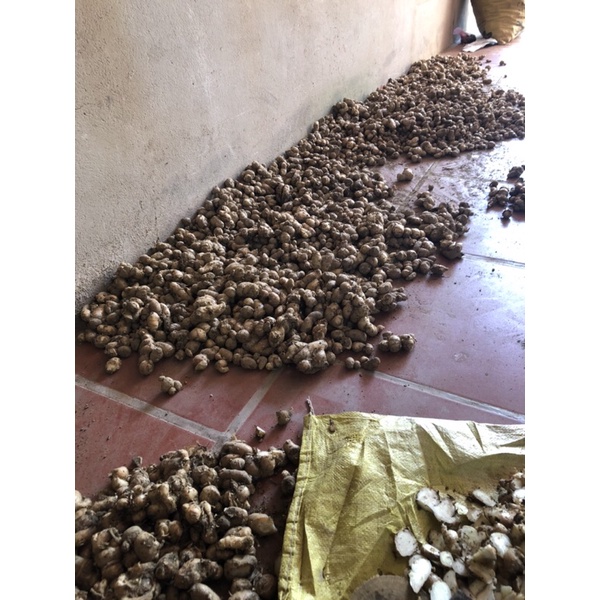 500g địa liền khô