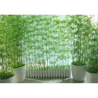 1 BỤI CÂY GIỐNG TRÚC QUÂN TỬ,CAO 2M,CAM KẾT GIỐNG CHUẨN LOẠI 1