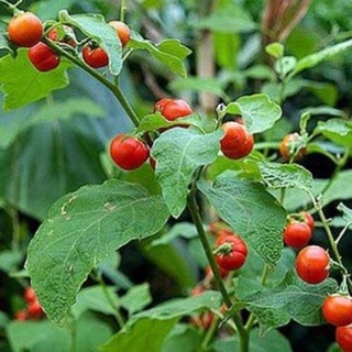 10 hạt giống cà gai leo
