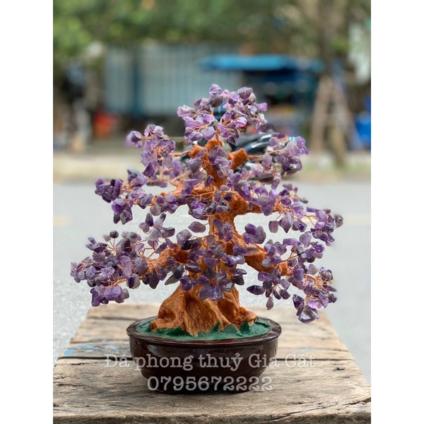Cây tài lộc đá thach anh tán dày phong thuỷ trưng bày 30 cm kiểm định