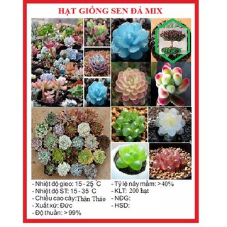 Hạt giống sen đá mix nhiều màu - 1 gói 200 hạt - dc