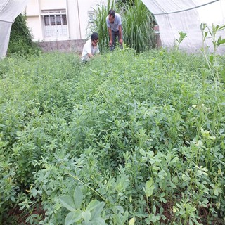 Hạt Giống Cỏ Chăn Nuôi ALFALFA Linh Lăng - Cỏ Họ Đậu (gói 100g) - Hạt Giống Cỏ Chăn Nuôi