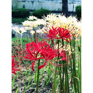 Củ Hoa Bỉ Ngạn