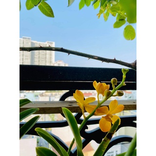 Combo 5 Cây Lan Con Mokara [Nhiều màu]