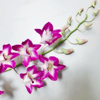 Gân hoa đất sét- gân cánh hoa lan denro