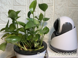 CAMERA IP CARECAM