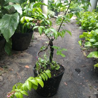 Cây khế BONSAI MINI DÁNG ĐẸP