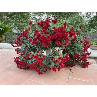 Cúc cổ sơn la hoa đẹp bền cây