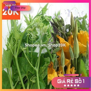 Hạt giống Bí đỏ ăn đọt, bông
