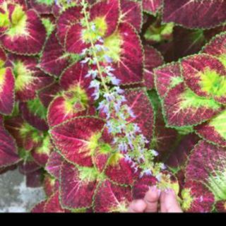 cây lá gấm(3 hình đầu tiên)