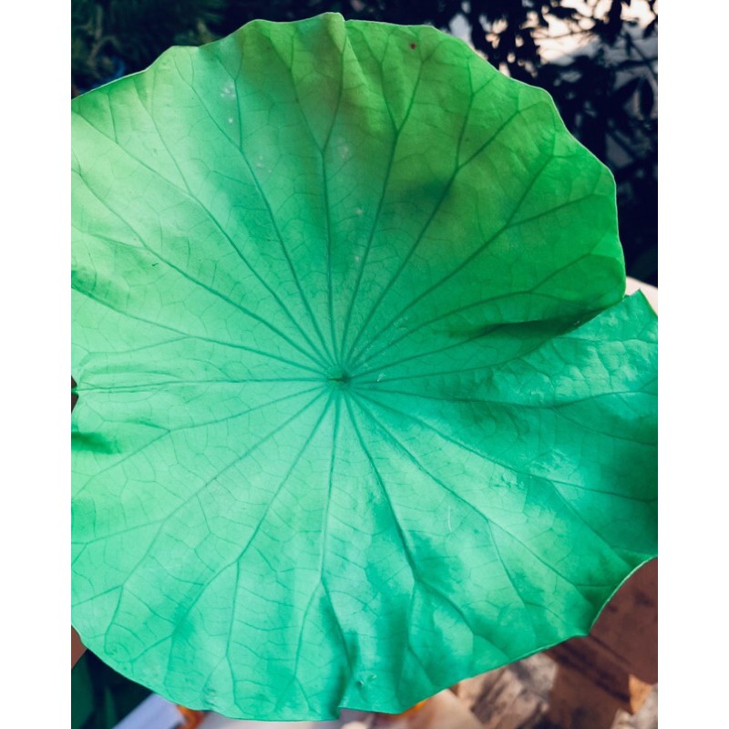 Lá sen sấy khô