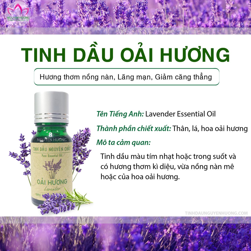 Tinh Dầu Oải Hương (Lavender) – 100% nguyên chất ( Treo xe, Xông thơm phòng.. ) Nguyên Hương | Thế Giới Skin Care