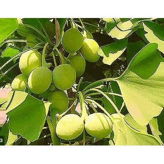 Gói 2 hạt giống Bạch quả ginkgo