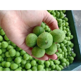 [SIÊU ĐẶC BIỆT] Quả sấu Hà Nội (Sấu tươi sấy lạnh gói 1kg)