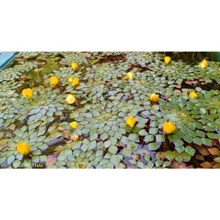 Cây Thủy Sinh Ấu Thái
