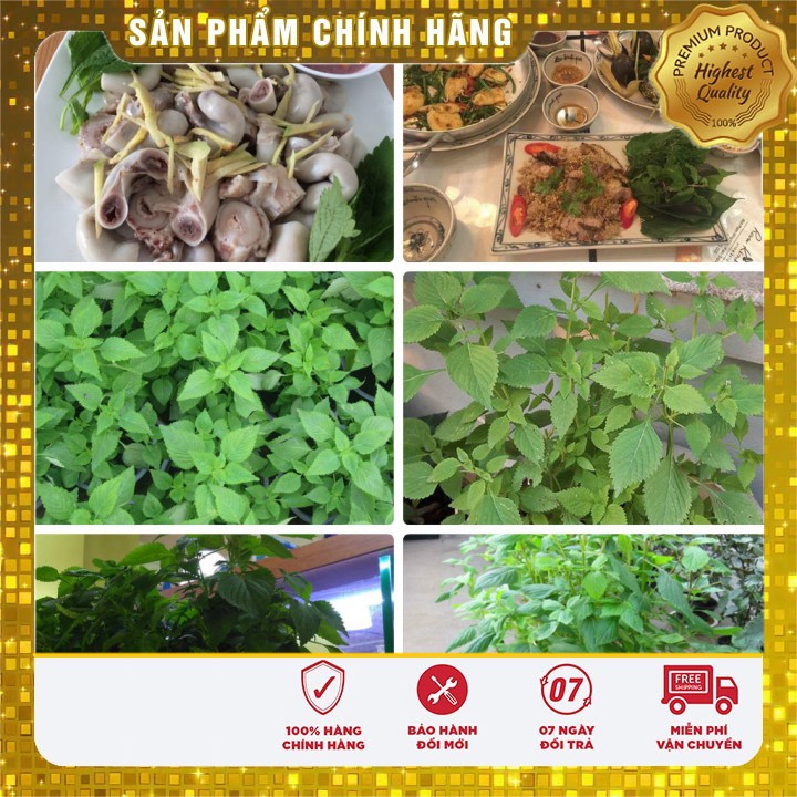 Bộ gói hạt giống Kinh giới