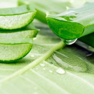 Gel Nha Đam ( Aloe Vera Gel )