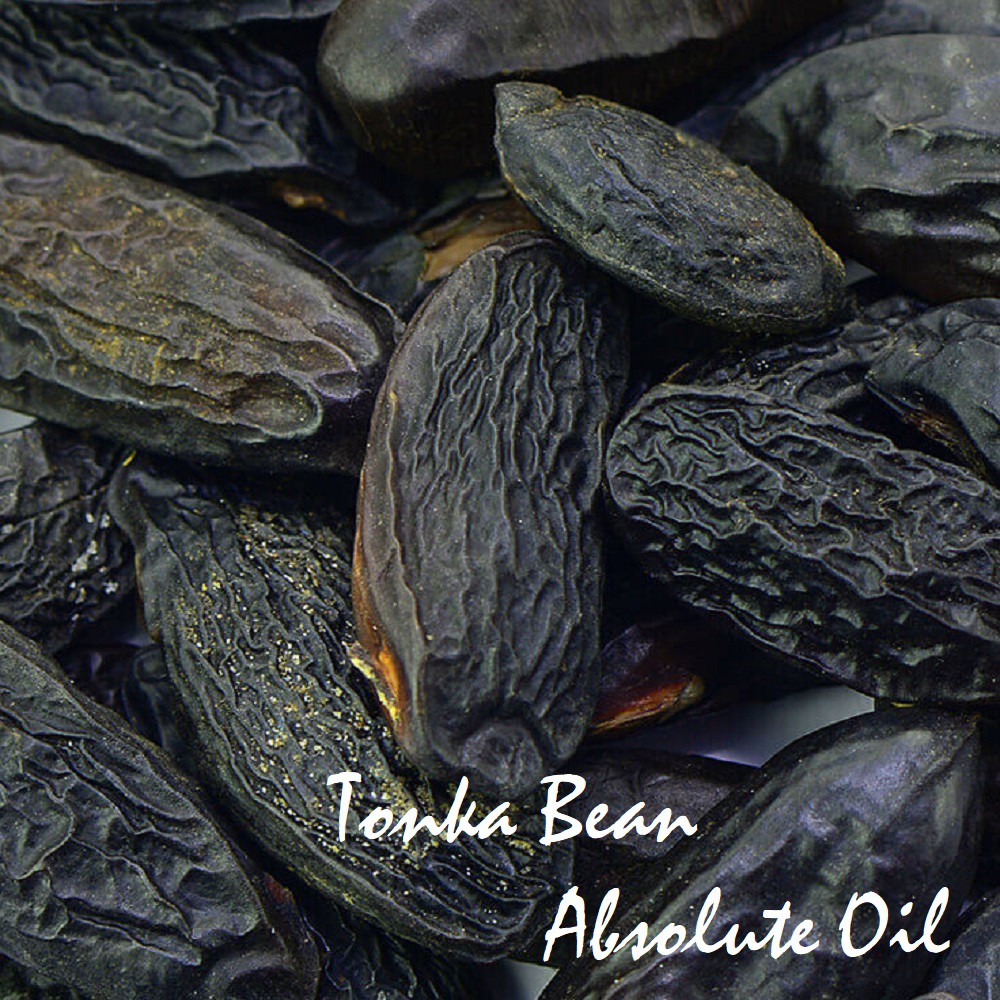 (Absolute) Tinh dầu đậu Tonka Bean Essential Oil (Kumaru)