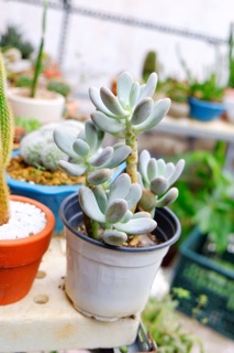 SEN ĐÁ SỎI TRẮNG CỔ THỤ