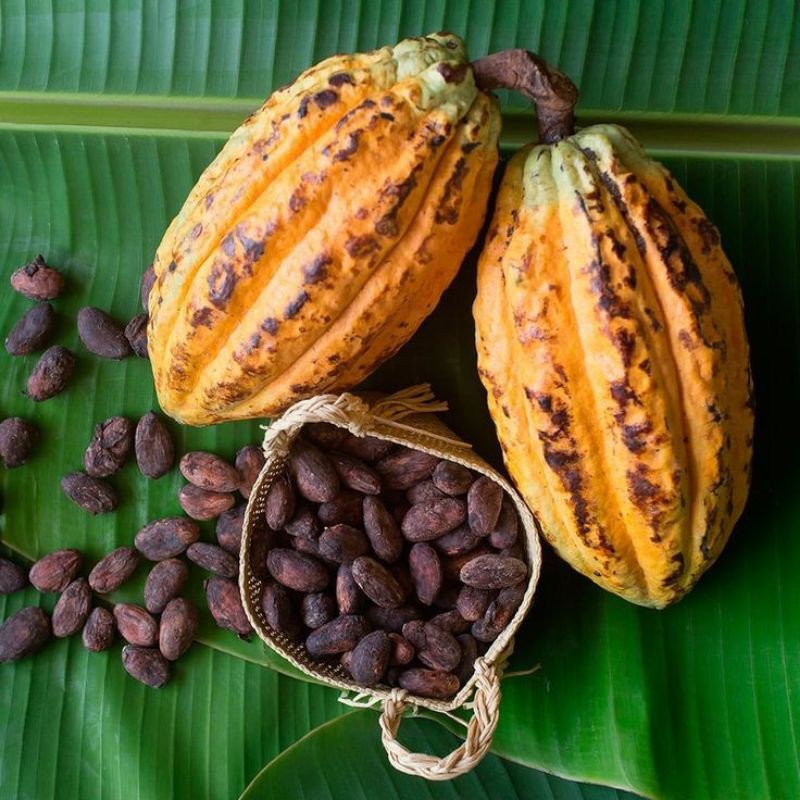 Hạt cacao thô lên men 1Kg- Cocoa beans