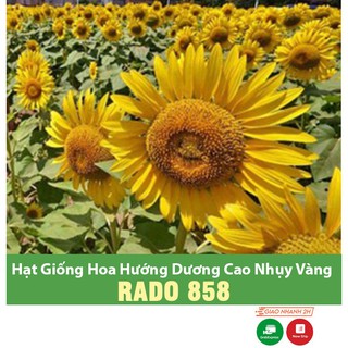 Hạt Giống Hoa Hướng Dương - Giống Hướng Dương Thân Cao Cánh Vàng Nhụy Vàng - Gói 1 Gram