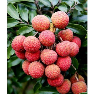 CÂY VẢI HẠT LÉP