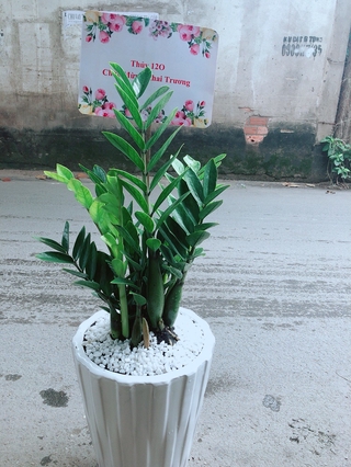 Chậu Cây Kim Phát Tài (Chỉ giao hoả tốc)