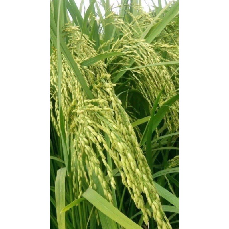GẠO ST25 BAO 10KG