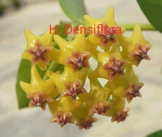 COMBO 10 LOẠI HOA CẨM CÙ