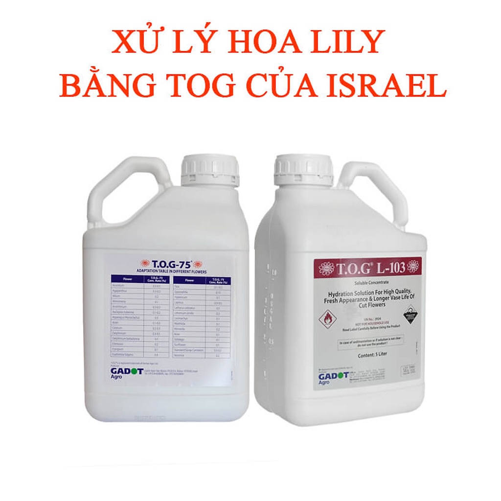 DD BẢO QUẢN HOA LILY LÂU TÀN, KIỀM HOA KHÔNG NỞ VÀ“NGỦ ĐÔNG”TRÊN 15 NGÀY TẠI NHÀ VƯỜN TRỒNG HOA THEO CÔNG NGHỆ ISRAEL.